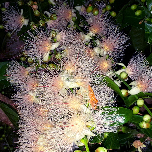 #今日の沖縄・那覇
何気ない民家の軒先
意外と民家の庭にサガリバナの木あったりする