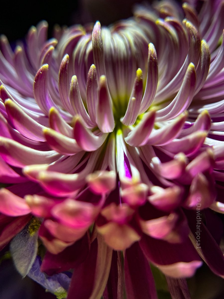 David (@davidmariposa1) on Twitter photo 