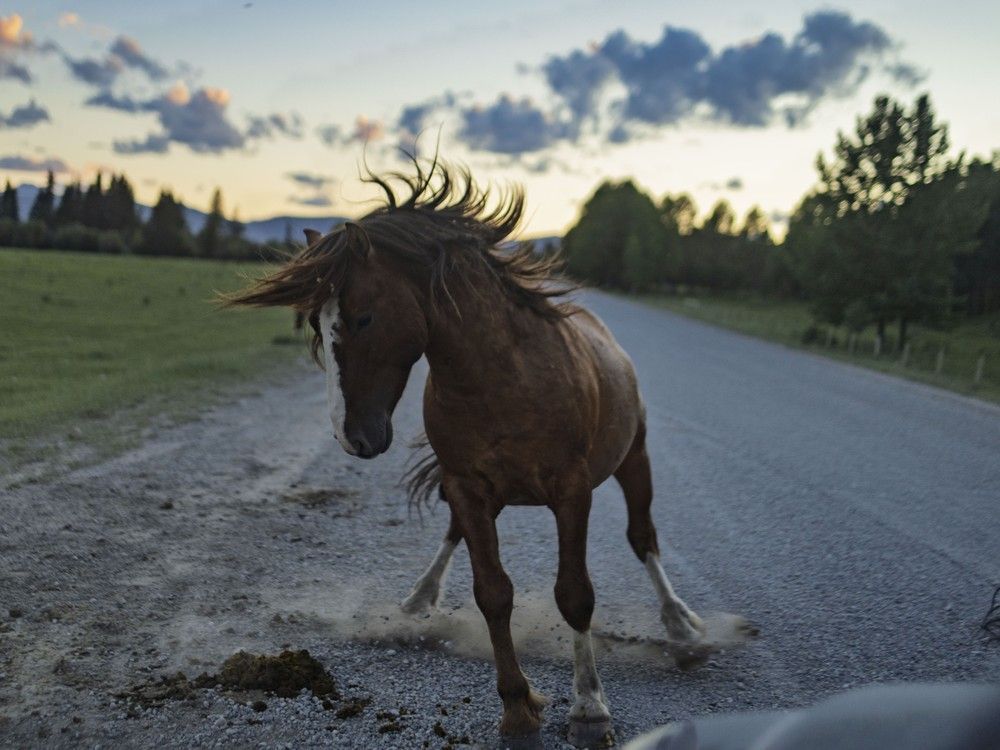 On the Road: Trying to find wild horses? It's a simple task if you know where to look #yyc 
calgaryherald.com/news/on-the-ro…