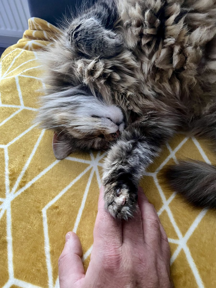 I actually dont own a cat!!  😂 <a href="/missdoyle79/">Deirdre Doyle</a>