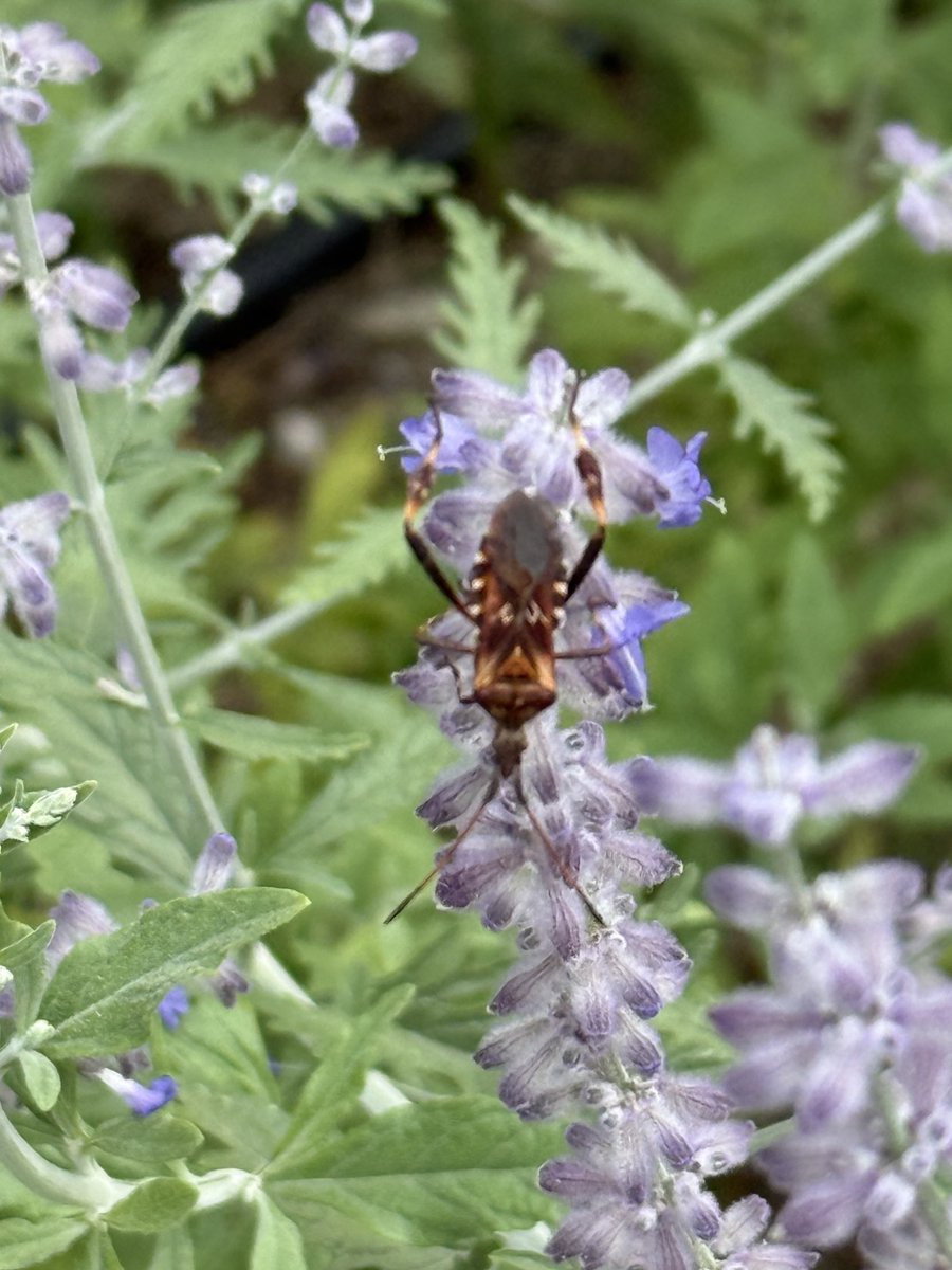 GaryWVC76's tweet image. Is this Western Conifer Seed Bug? Found in Italy ( Ca’Savio, near Venice). ⁦@BritishBugs⁩ ⁦@bugmanjones⁩
