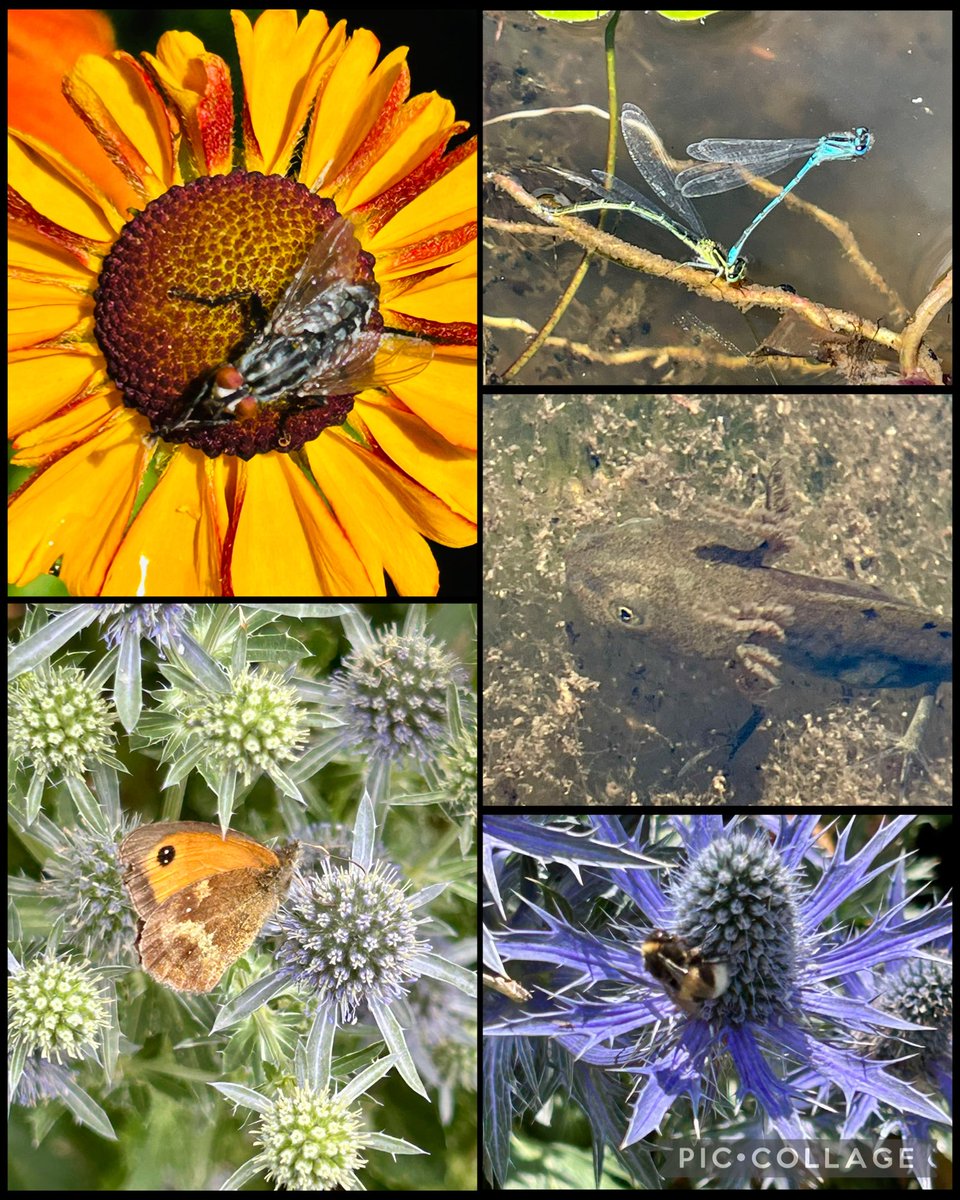 Bach o fyd natur heddi i ailwefru. 
Bit of nature today to recharge. 
🌻🌱🦋