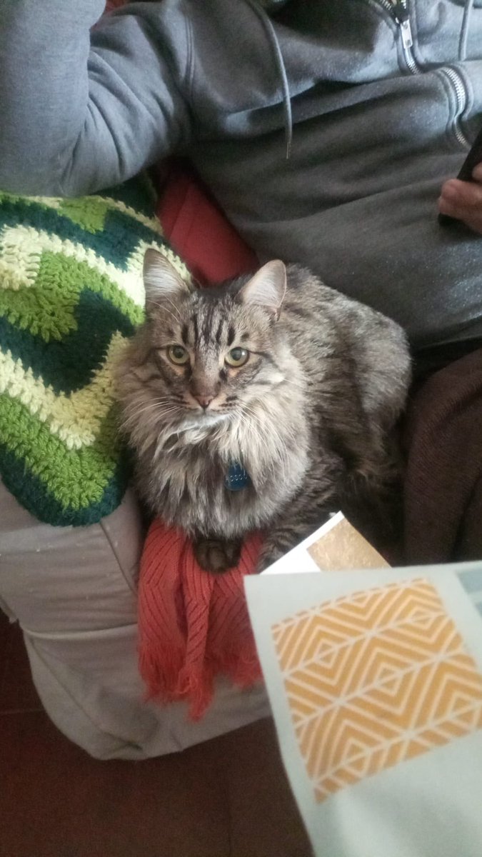 Okami_ga's tweet photo. Estas son mas fotos del gato. Por favor compartidlo. Ha sido en el viso del alcor, un pueblo de sevilla. Al lado de Carmona. https://t.co/kO4UBMDXgy