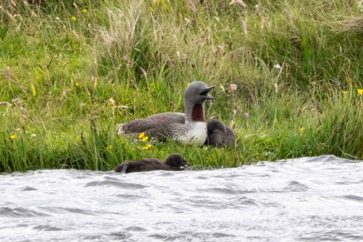 Delighted to see that the pair of Red-throated Divers I’ve been watching closely (for several years now) have produced their usual complement of two chicks. Hopefully they’ll keep them safe from predators until they’re fully fledged 🤞