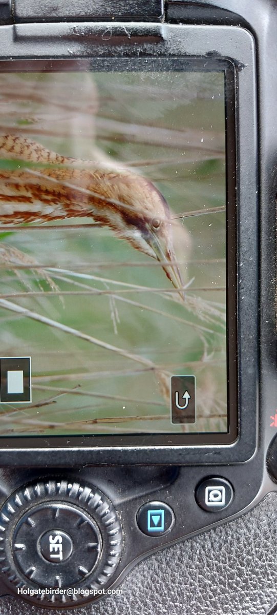 BirderHolgate's tweet photo. @nybirdnews @YorkBirding 
Bittern and spotted redshank https://t.co/AQkygIHfJ6