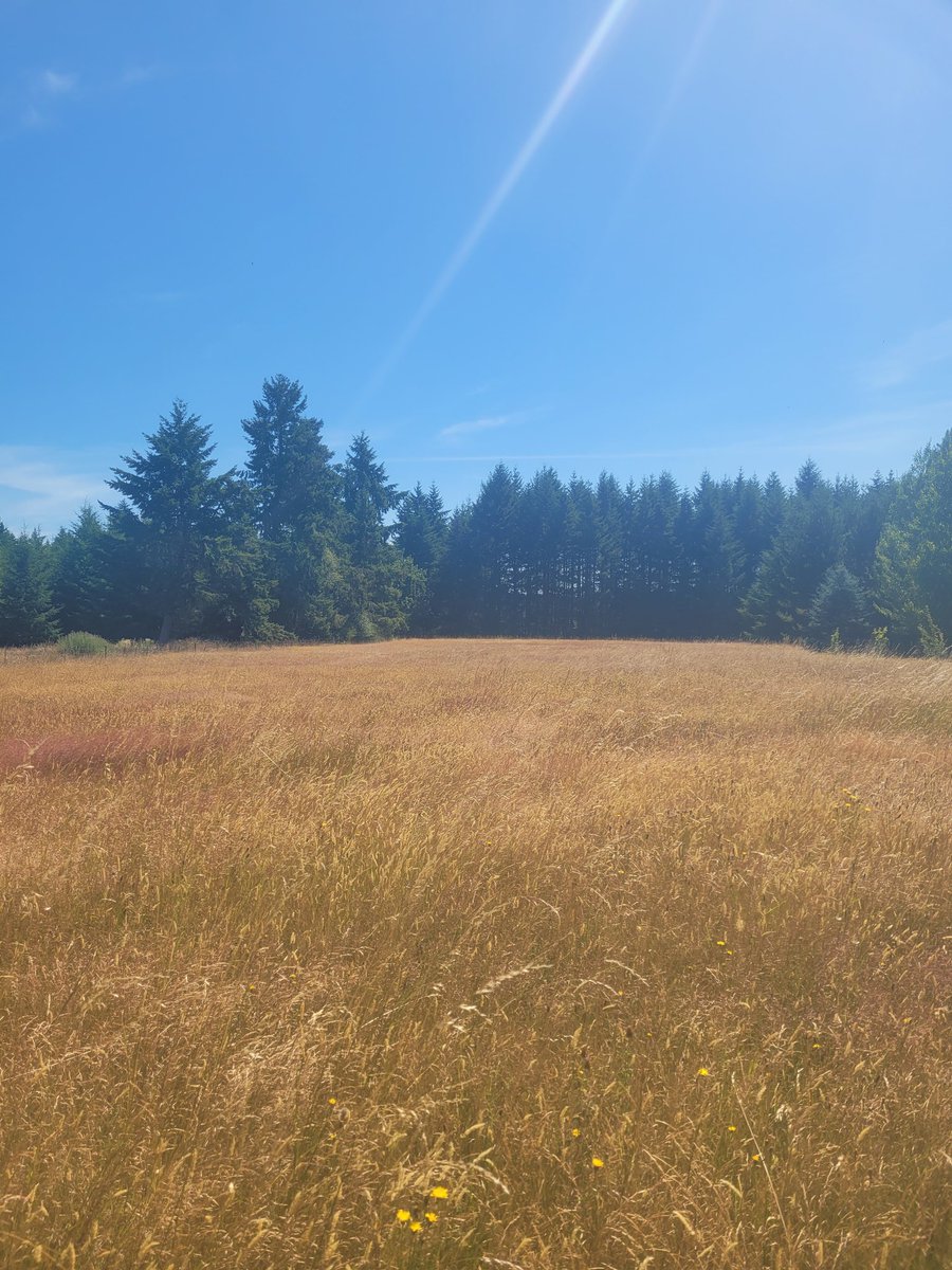Washington State 

FIELD OF DREAMS 

Sunday, July 6, 2025

Photo of my field before the haymaker arrives today. The grass is about waist high. I'm 5 feet 4 inches tall.