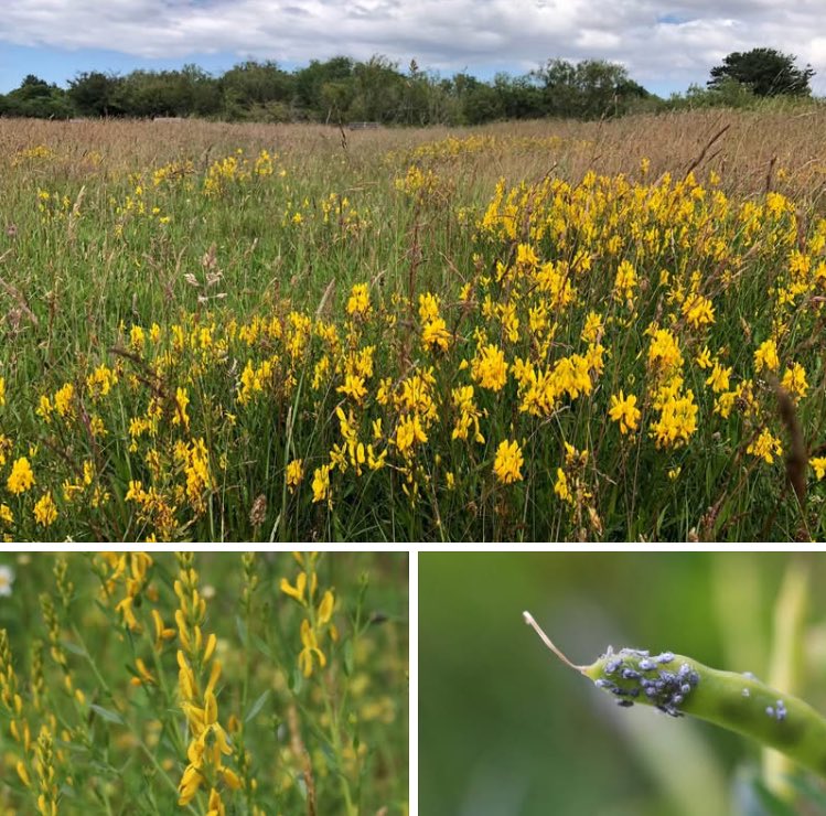 Josh Styles has put the following info together for Dyer’s Greenweed: 

For #NationalMeadowsDay, I’ve decided to release a wee guide on the cultivation, reintroduction and management of Dyer’s greenweed (Genista tinctoria).

Link here: nwrpi.weebly.com/dyers-greenwee…