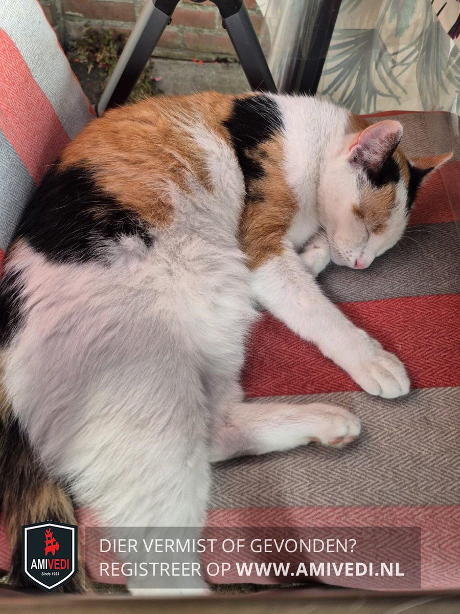 Mondial. Vermist in Tilburg. Meer info: zie de Amivedimelding hieronder die <a href="/tantepjon/">Pjon van 't Padje</a> postte.