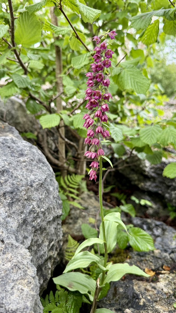 botany_beck's tweet image. This is my favourite from a wonderful day with @Mariposa_Nature at Hutton Roof. Epipactis x schmalhausenii, the love child between Dark Red and Broad-leaved Helleborine.
Isn’t it an absolute stunner!!!! 😍#HelleborineChallenge #WildflowerHour