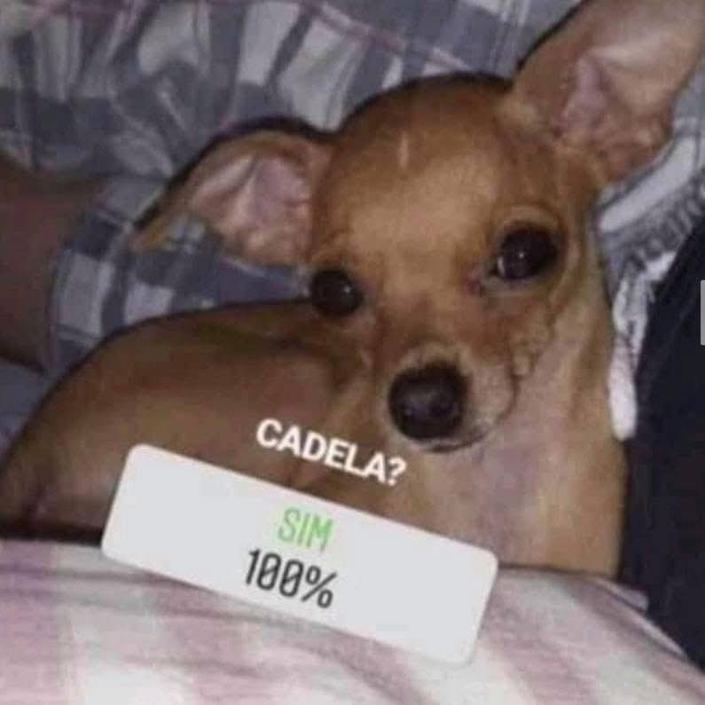 cachorrocore's tweet image. 
