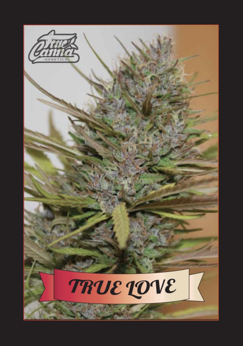 Filipino landrace hybrid available in packs of 15 regular seeds truecannagenetics.com