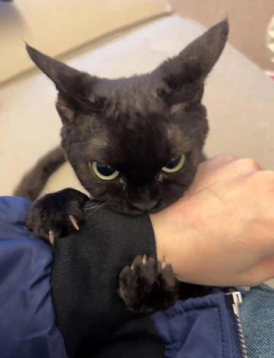cats with powerful impression 🐾 tweet media