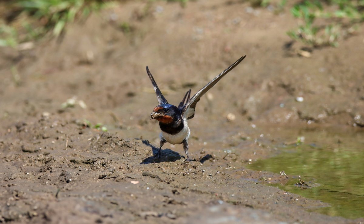 Zwaluw die modder verzamelt om zijn nest te bouwen.
#Boerenzwaluw