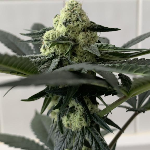 dillwalter33's tweet photo. #France #Paris #24mai2025 #MPEJ #enfance #jeunesse #cannaparade #cannawalk #DépénnalisationCannabis
#France #Paris #24mai2025 #MPEJ #enfance #jeunesse 
#France #Paris #24mai2025 #MPEJ #enfance #jeunesse #cannaparade #cannawalk

☎️📞:https://t.co/MkwZYRqwza https://t.co/HVA4HSC8DW