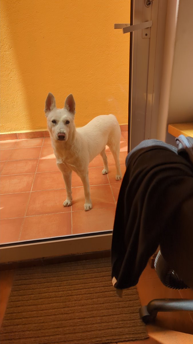 Estos dias tengo al lado una perra en una terraza. Cuando salgo brinca de alegria. Me divierte y anima. Y recuerdo una frase triste: "cuando vuelvo a casa el único que se alegra es mi perro". Y me propongo alegrarme más al encontrarme con la gente. Tengo amigos con ese don.