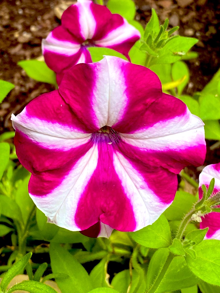 flamesrebirth's tweet image. In the Garden๐ฅฐ๐นโจโจโจ
