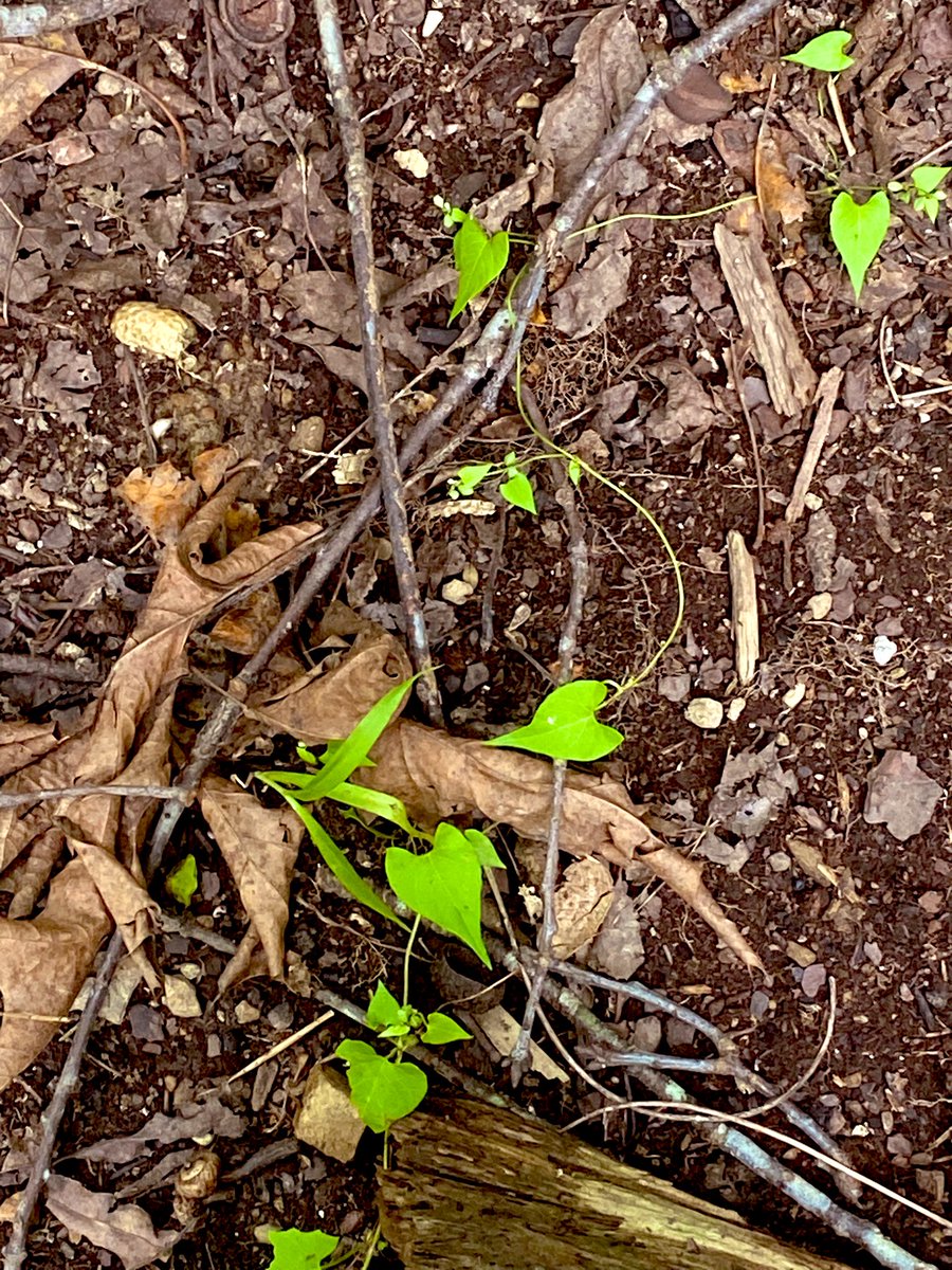 flamesrebirth's tweet image. In the Garden๐ฅฐ๐นโจโจโจ
