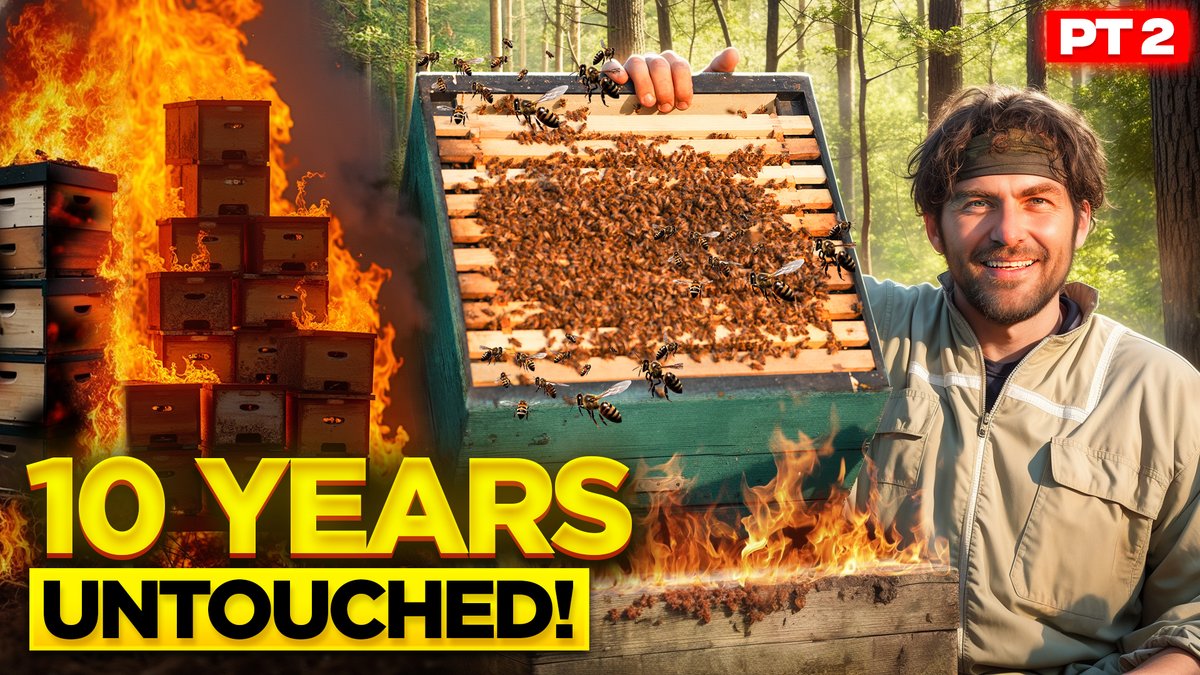 🚨 IT’S LIVE – WATCH NOW! 🚨

10 years untouched. One wild colony.
I finally stepped in – and it’s all on film.

🎥 Watch now &amp; join the live chat – I’m giving away £500 worth of queen bees!

👉 youtu.be/Nhx7kZAnSXY – Click to watch now!