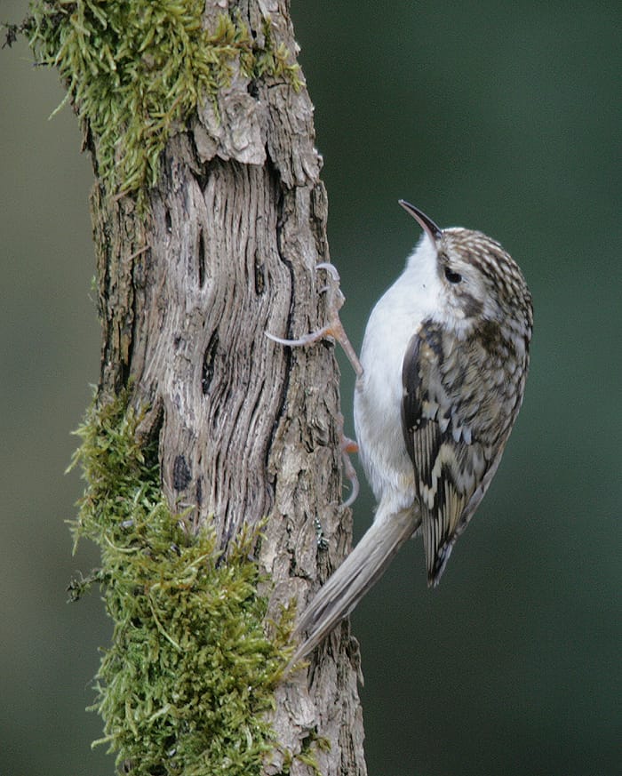 Philip Gilman (@pgilman1962) on Twitter photo #CAWOSbirding #birds damp #patchbirding today around Chelford quarries, loads of insects & butterflies about, highlights Common sand, lt Grebe's, Reed & Sedge warblers, tree creeper, goldcrests, curlews, swifts, swallows, Sand & House Martins. Image courtesy of <a href="/stevesealimages/">Steve Seal</a> #CAWOSbirding #birds damp #patchbirding today around Chelford quarries, loads of insects & butterflies about, highlights Common sand, lt Grebe's, Reed & Sedge warblers, tree creeper, goldcrests, curlews, swifts, swallows, Sand & House Martins. Image courtesy of <a href="/stevesealimages/">Steve Seal</a>