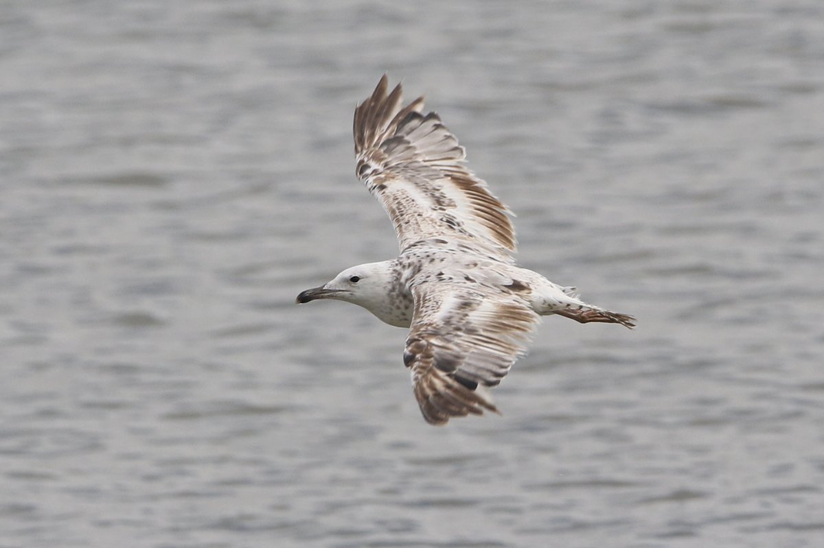 1st-summer Caspian Gull enjoying the loaves at Erith Pier, London this morning. Extremely worn and in active moult. #londonbirds