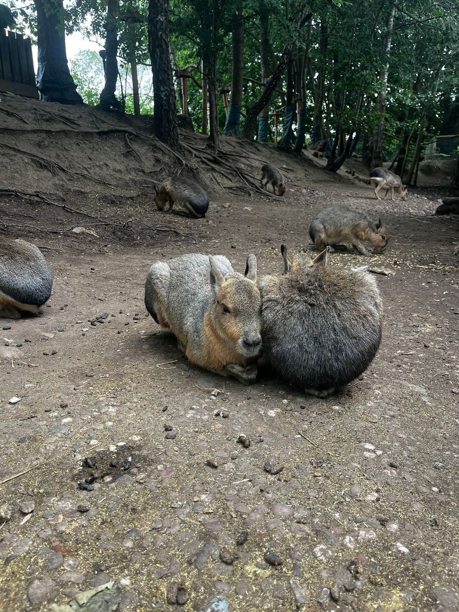 💚 We love making memories at Exotic Zoo – and we want to hear yours! 🐾

Whether it’s a favourite animal, a birthday visit, or a special moment,
👇 Share your best memory or tag us in a photo!

Let’s relive the magic together! 📸

#ExoticZoo #ZooMemories #WildDaysOut #FamilyFun
