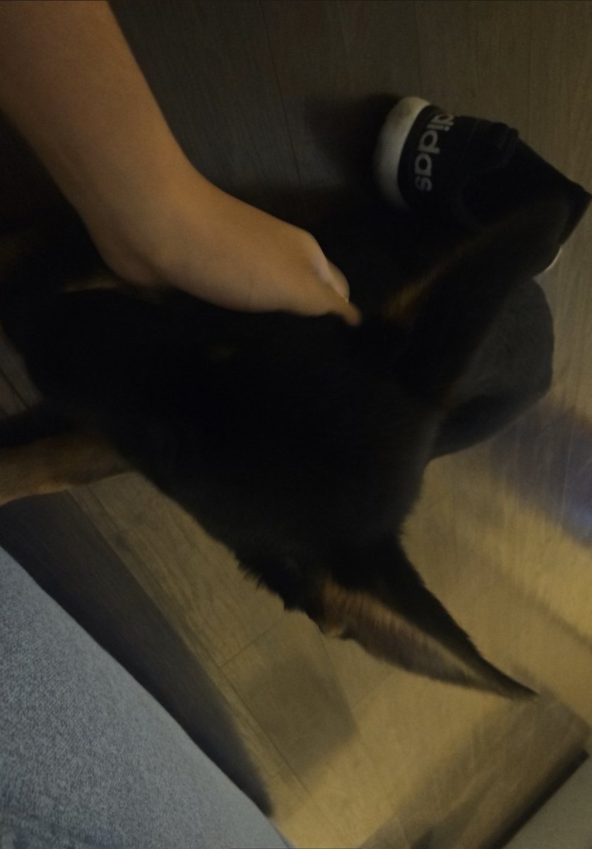 _AnonymousEcho_'s tweet image. Dog 🐶