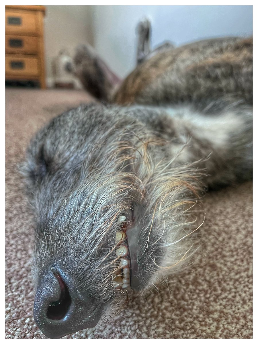 I’ve just got out of the shower and walked into the bedroom to find Ralph like this. 

I don’t think that bedroom wall is going to collapse anytime soon! 🙄😂

#LazyLurcher
#AdoptDontShop 
#Walldozing