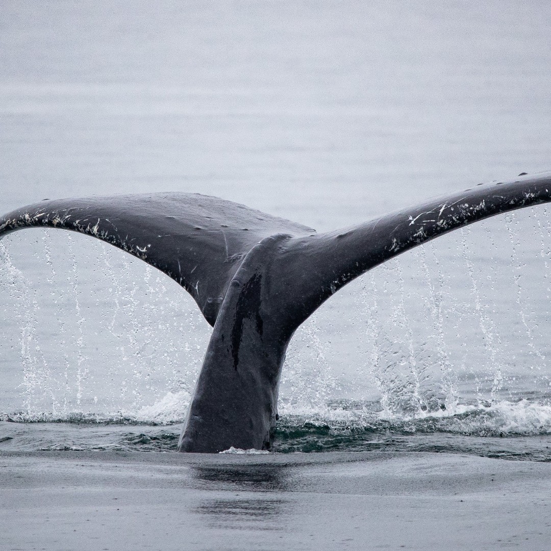 Orca Spirit (@orcaspiritvic) on Twitter photo Did you know every humpback has a unique pattern on their tail? 🐋 By cataloguing flukes, scientists can monitor migration patterns and population health. It's a non-invasive, sustainable way to study and protect them🌍💙
📸 : @iamjakehawley
<a href="/victoriavisitor/">Destination Greater Victoria</a> #explorevictoria Did you know every humpback has a unique pattern on their tail? 🐋 By cataloguing flukes, scientists can monitor migration patterns and population health. It's a non-invasive, sustainable way to study and protect them🌍💙
📸 : @iamjakehawley
<a href="/victoriavisitor/">Destination Greater Victoria</a> #explorevictoria