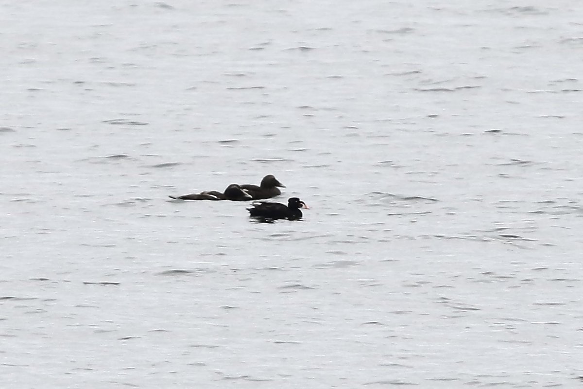 Surf scoter today in Musselburgh. 

Uhla pstrodzioba.  <a href="/birdinglothian/">Birding Lothian</a>