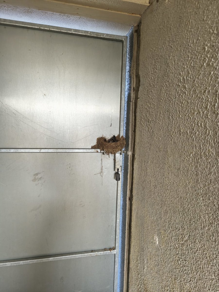 SebaSebanakata's tweet photo. Fajne sobie miejsce wybrały jaskółki na gniazdo. Nie otworzę teraz bramki na przód domu do końca wakacji. https://t.co/tXHk8b6QTq