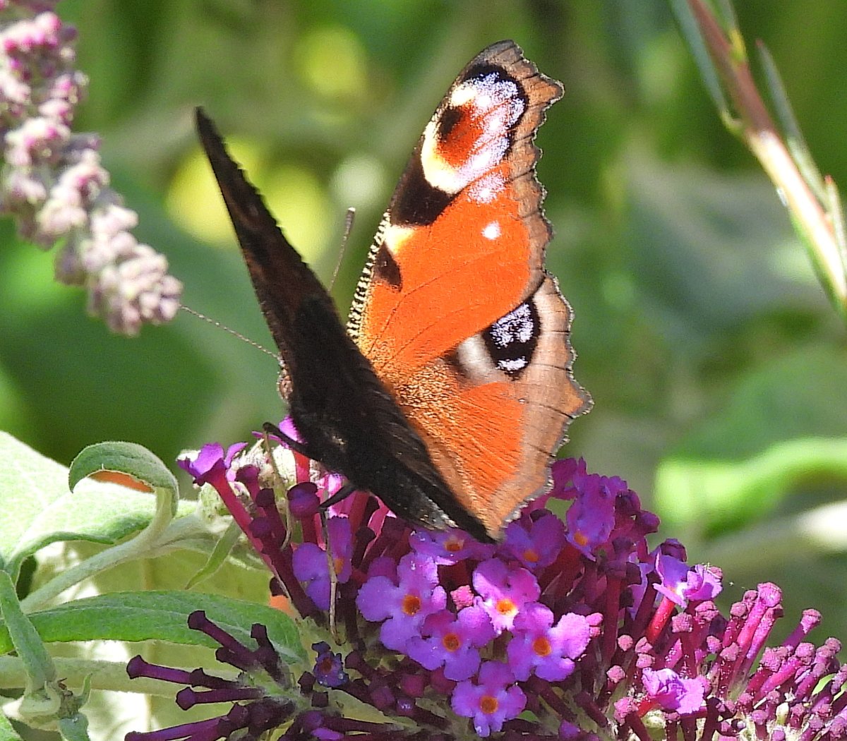 Clive Hargrave (@hargraveclive) on Twitter photo Plenty of Butterflies in the garden despite the gusty winds and the second Painted Lady this year.
<a href="/BC_Dorset/">BC Dorset π¦</a> <a href="/DorsetWildlife/">Dorset Wildlife Trust</a> <a href="/SightingDOR/">Dorset Wildlife Spot</a> #TwitterNatureCommunity Plenty of Butterflies in the garden despite the gusty winds and the second Painted Lady this year.
<a href="/BC_Dorset/">BC Dorset π¦</a> <a href="/DorsetWildlife/">Dorset Wildlife Trust</a> <a href="/SightingDOR/">Dorset Wildlife Spot</a> #TwitterNatureCommunity