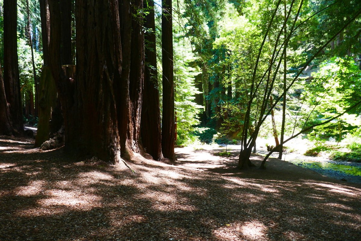 Visiting the redwoods doesn’t always require a long hike!

“Old Mill Park Stroll” Hike Notes:

hikingautism.com/old-mill-park-…

#hiking #autism #nature #outdoors #walking #disabilities #hope #redwoods #marincounty #california
