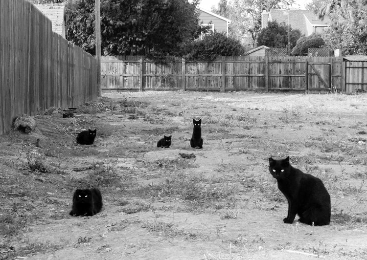 Tintamarre (@tintamarre6) on Twitter photo Nous venons en paix
Drew Sangria Nous venons en paix
Drew Sangria