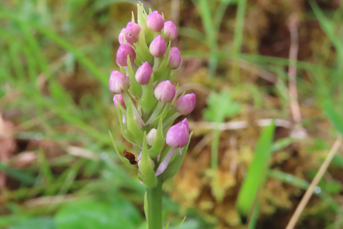 A few Fragrant orchids seen near Murlough bay, Co.Antrim, yesterday. What a fragrance! #wildflowerhour