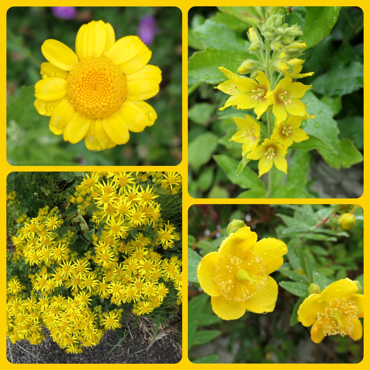 bumblebuddeez's tweet image. Corn Marigold, Yellow Loosestrife, St John’s Wort and Ragwort for #WildflowerHour @BSBIbotany #SundayYellow 💛🌼💛