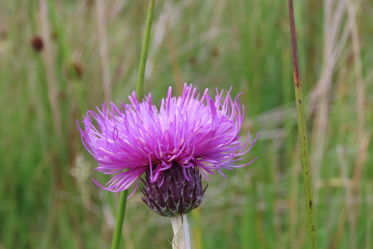 Meadow thistle, Glenullin. #wildflowerhour