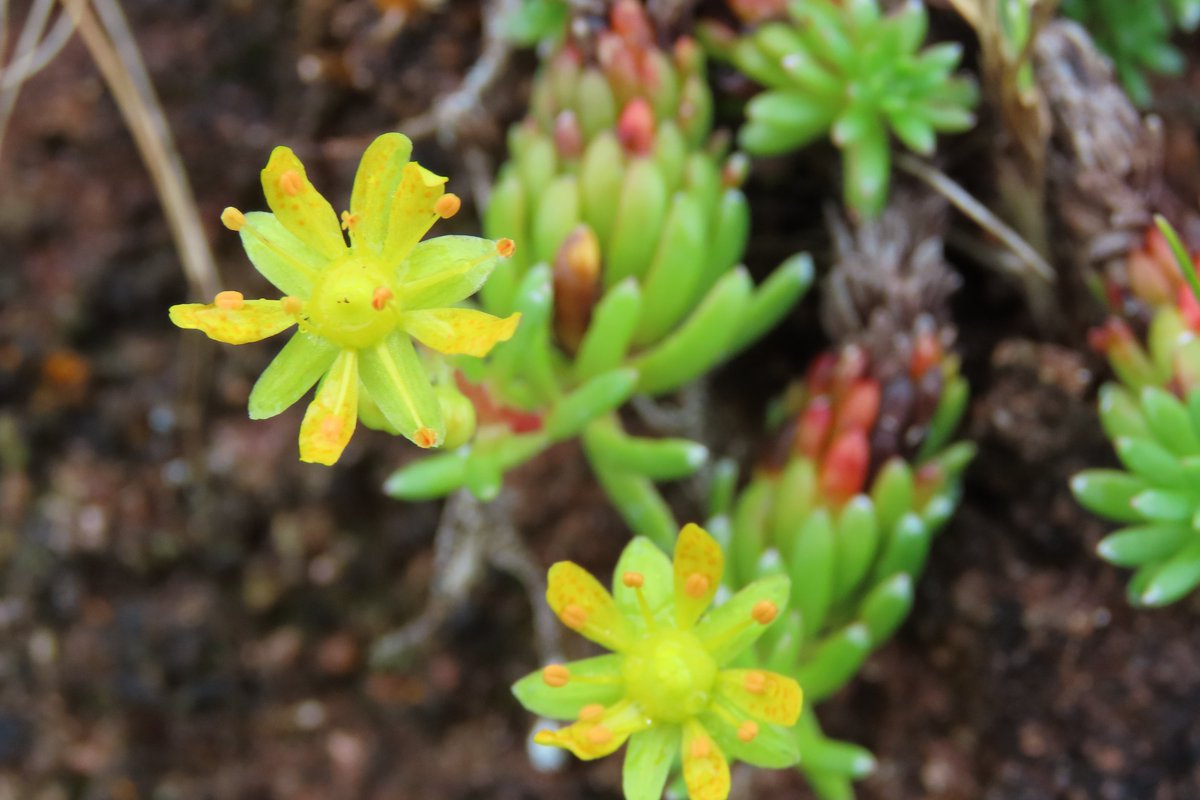 So lovely to find Yellow saxifrage near Murlough bay. #wildflowerhour