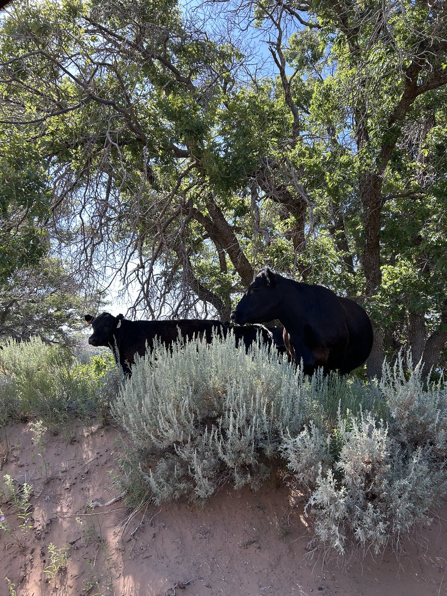 chorio_actis's tweet image. lupine in the nalgene + cows on the road