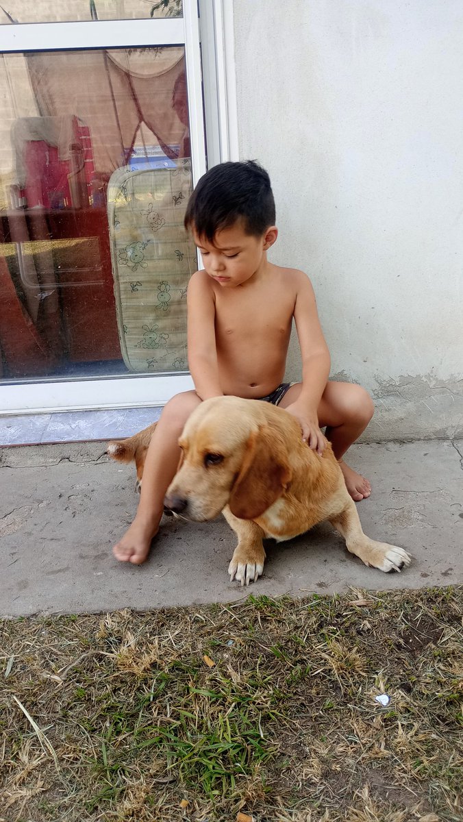 QEPD Alonso de mi vida. Gracias por estos 8 años y 3 meses juntos, se te va a extrañar . Graciasss por cuidar a mis niños, te amamos y vamos a extrañar mucho mucho Orejudo, Dumbo , Alonso, Alfonso, Alfonsin y tantos apodos que tenías.