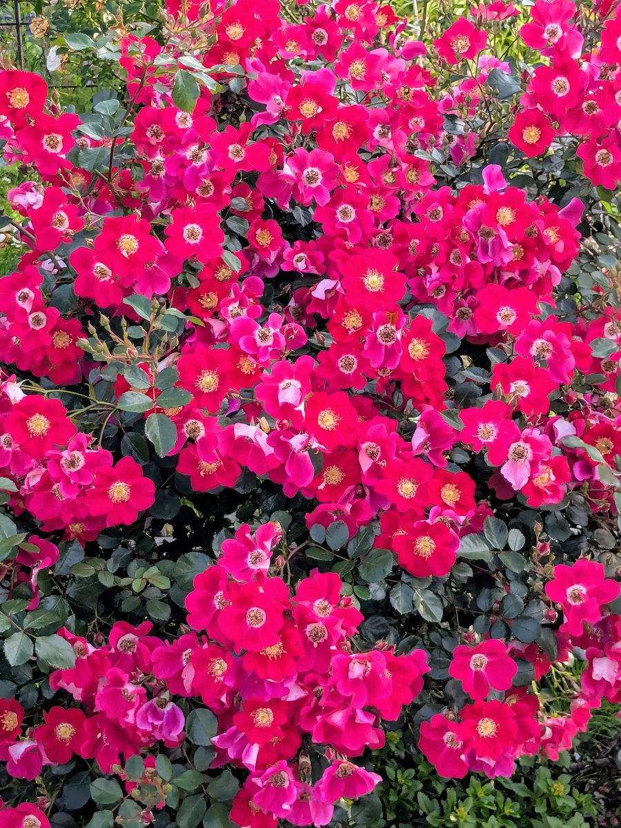 皆さま
おはようございます
7月７日月曜日
七夕🌠🎋
いつもいいね♡リポストありがとうございます🙏
今週も皆様が元気で平穏無事に過ごされます様に🍀
今週もよろしく
お願い致します🤗
#TLを花でいっぱいにしよう