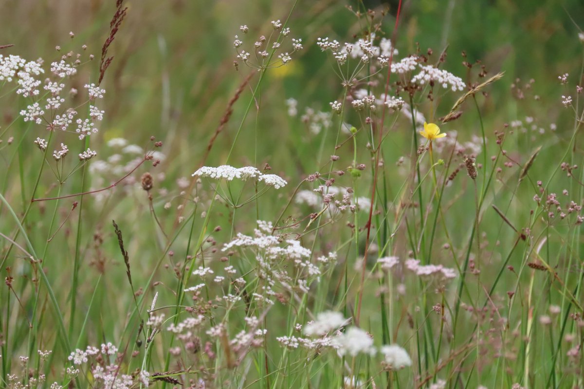 Whorled caraaway meadow, Glenullin. Just stunning. #wildflowerhour