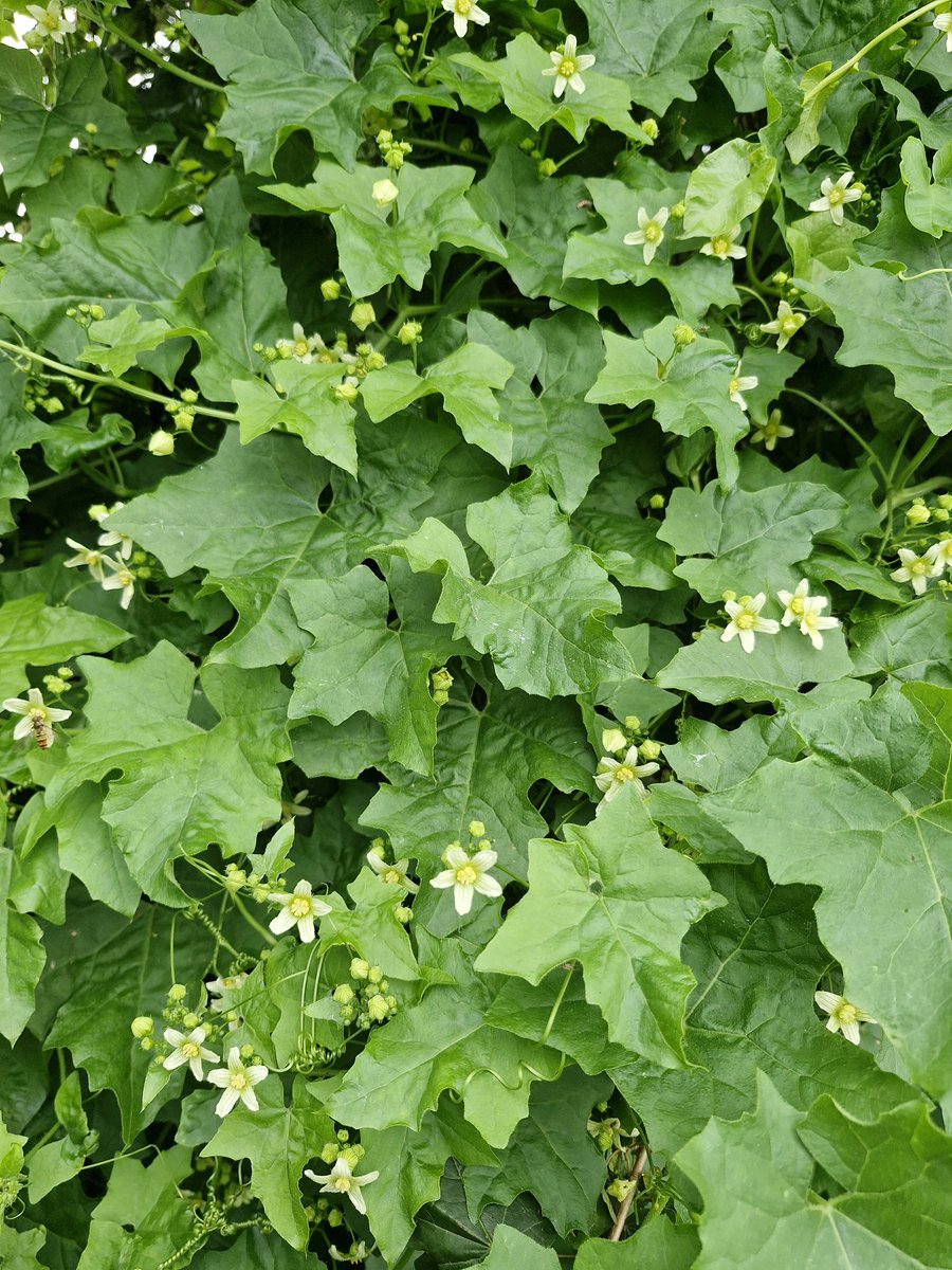Kwam in Blesdieke onbekend gruuiplak van Hederank (Brionia dioica) tegen. De plaante was in Zuudoost-Frieslaand mar kwaolik eerder waorneumen.
#wildflowerhourNL