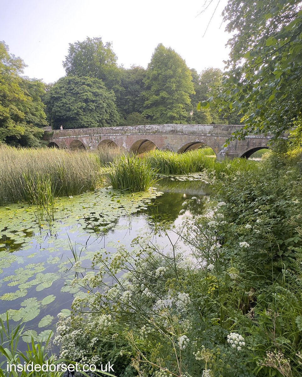 InsideDorset tweet media