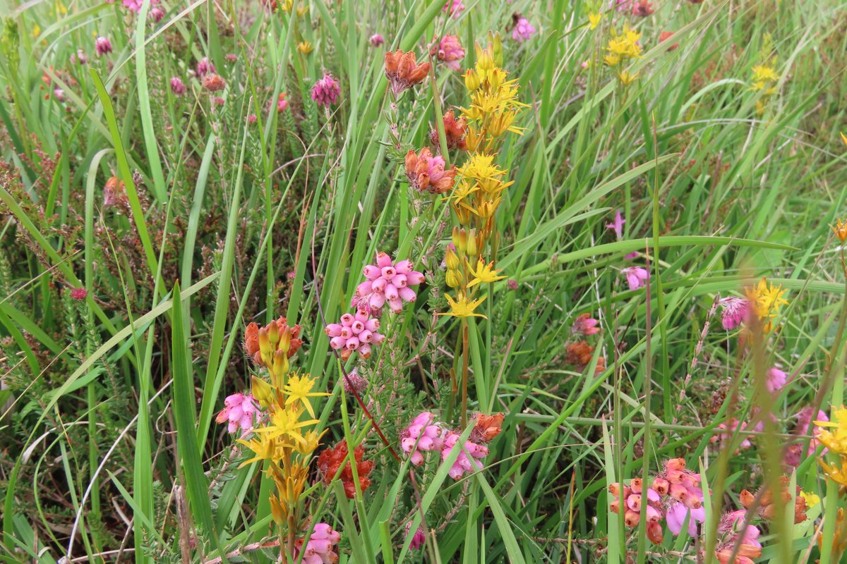 Bog asphodel in wet meadow, Glenullin. #wildflowerhour
