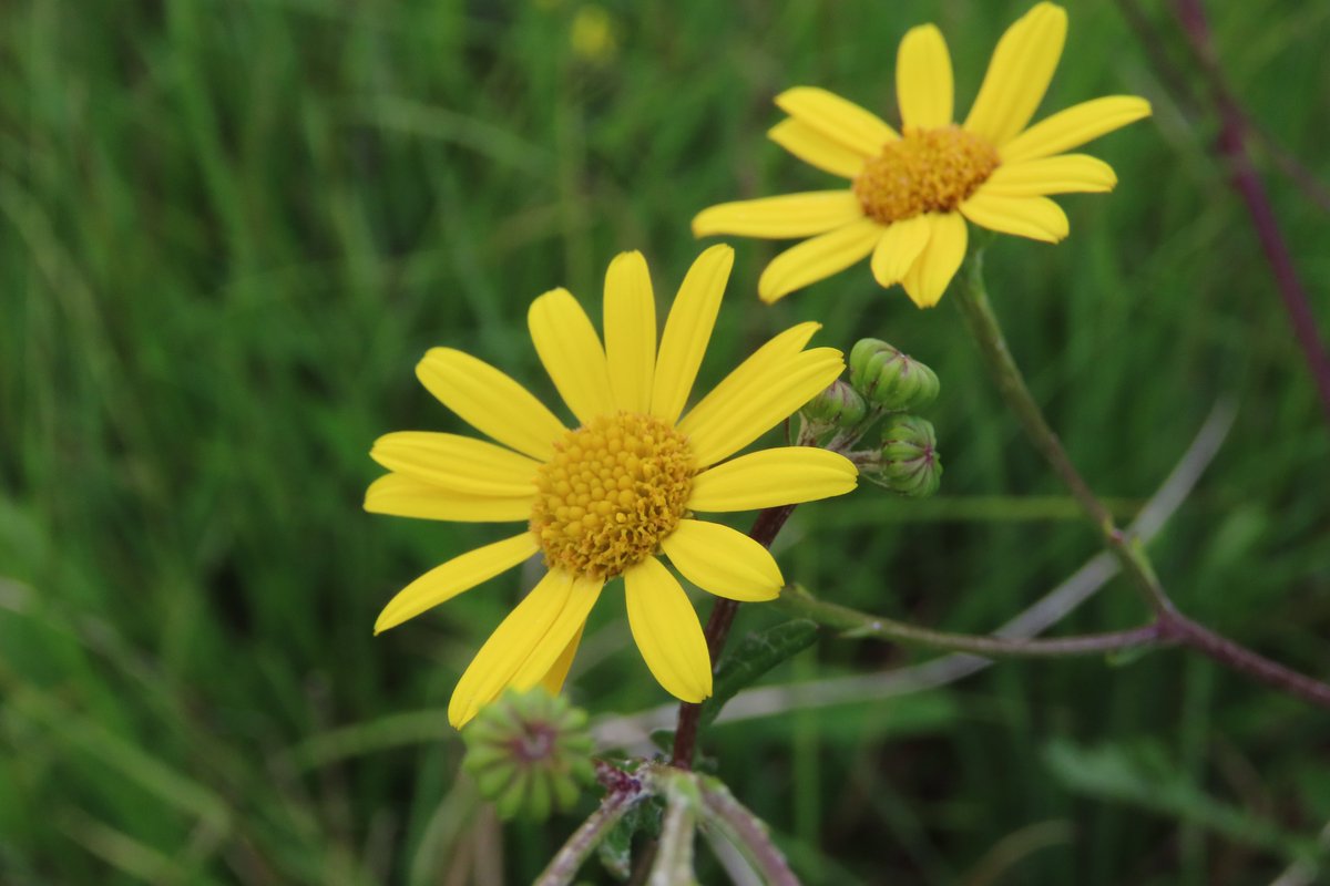 Marsh ragwort, #wildflowerhour