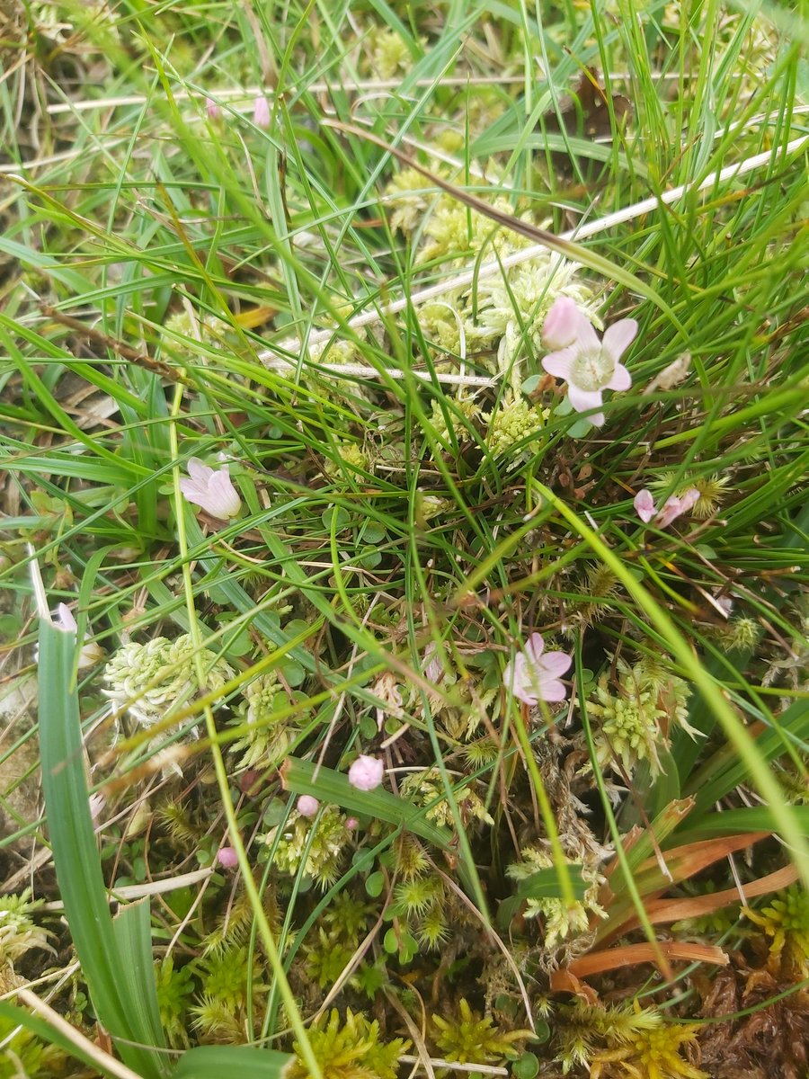 Anagallis tenella the bog pimpernel.
Not rare but it's not been recorded in the valley before so nice to find it. #WildflowerHour