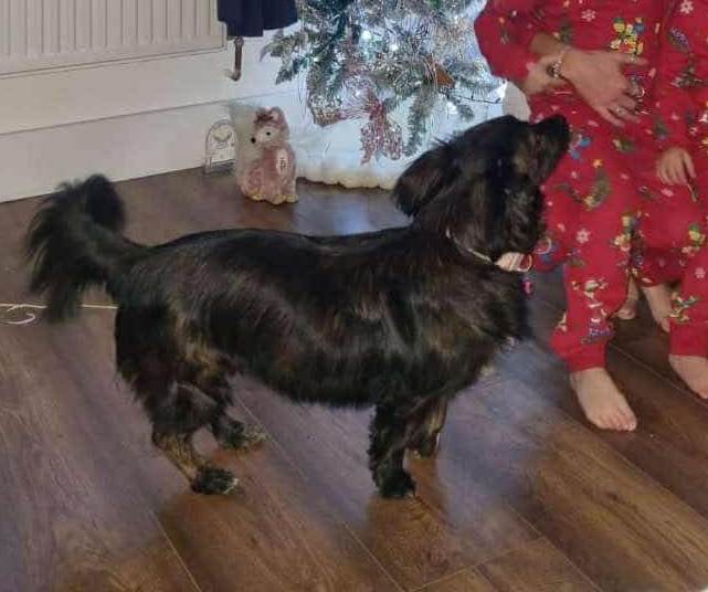 Muddy_paws_crime (@muddypawscrime) on Twitter photo Still no news on this darling girl
Where are you Dolly ? .Somebody must know so please keep sharing , resharing & looking out for Dolly .
<a href="/MissingPetsGB/">Missing Pets GB</a> <a href="/HunnyJax/">Stolen Missing Longtimelost 🐾Where Are They All</a> Still no news on this darling girl
Where are you Dolly ? .Somebody must know so please keep sharing , resharing & looking out for Dolly .
<a href="/MissingPetsGB/">Missing Pets GB</a> <a href="/HunnyJax/">Stolen Missing Longtimelost 🐾Where Are They All</a>