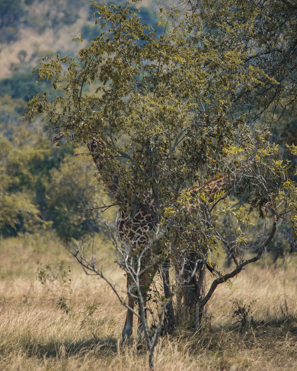ITheophile_'s tweet image. Africa has done little to contribute to the climate crisis, but our precious forests can do a TON to reduce its impact.
As one of the mission of @EverRetreat we are ;
Protecting , restoring , ensuring a better management of these vast forests to ensure that climate-warming…