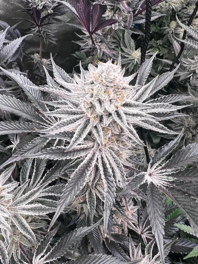 SensibleSeeds's tweet image. Straight FROST 🥶
Head to our Website to CLAIM your free seeds 🥦🪴