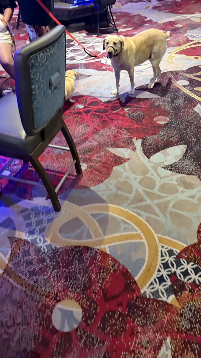 DogsofVegas's tweet photo. #DogsofVegas https://t.co/dUk3XyrCaf